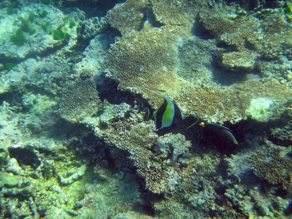 Reef & Marine Life
